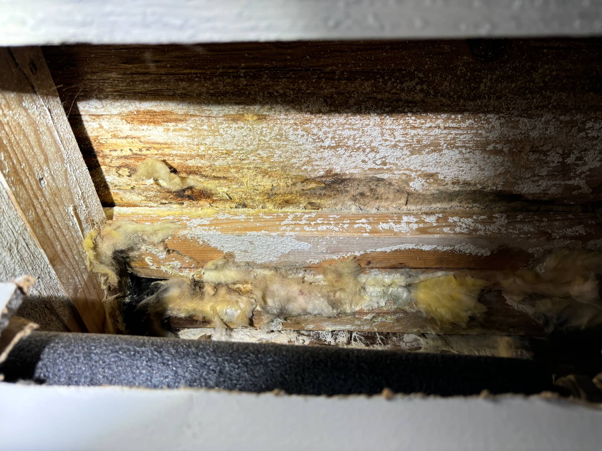 Mold remediation work photo 79
