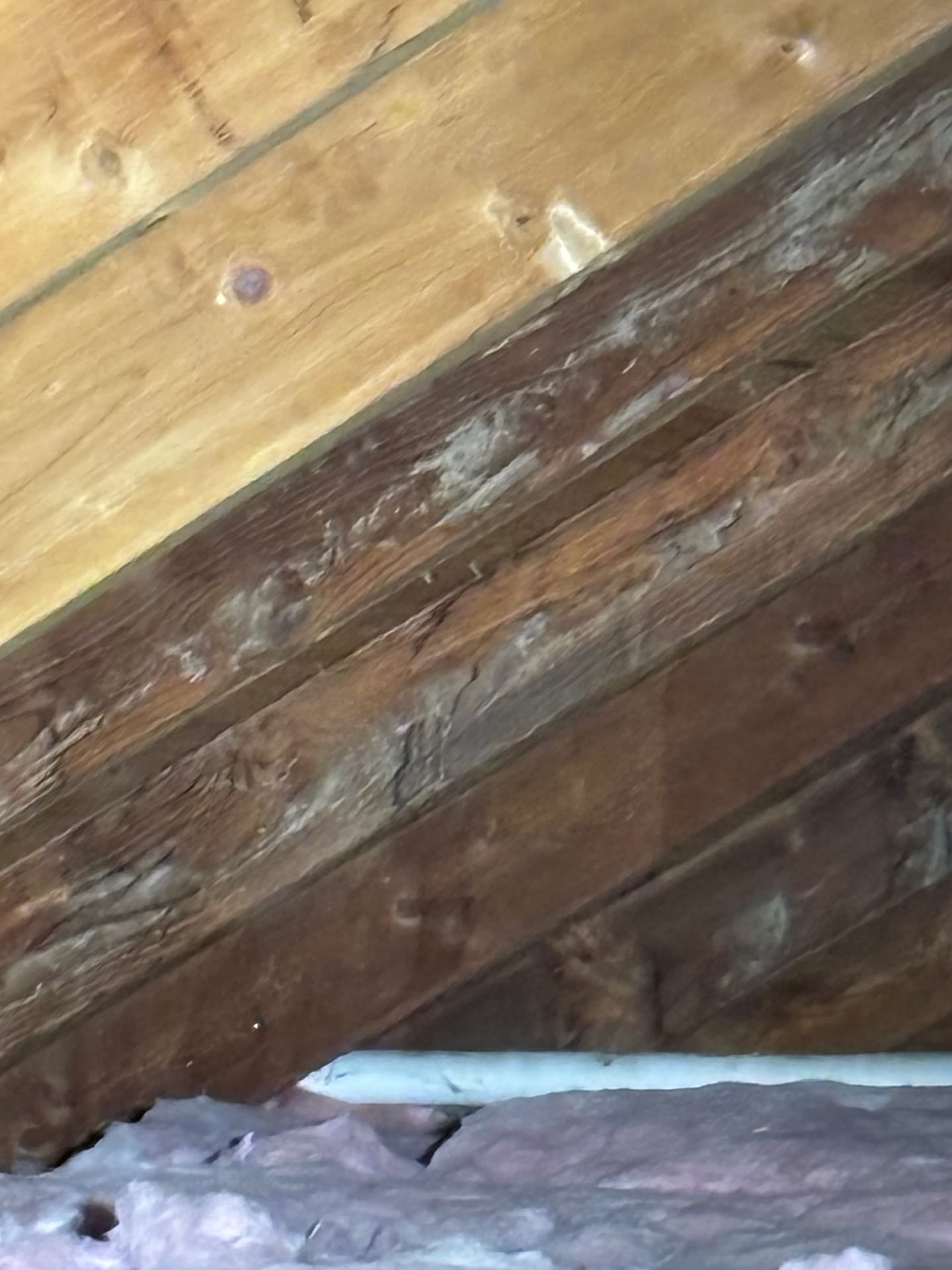 Mold remediation work photo 93