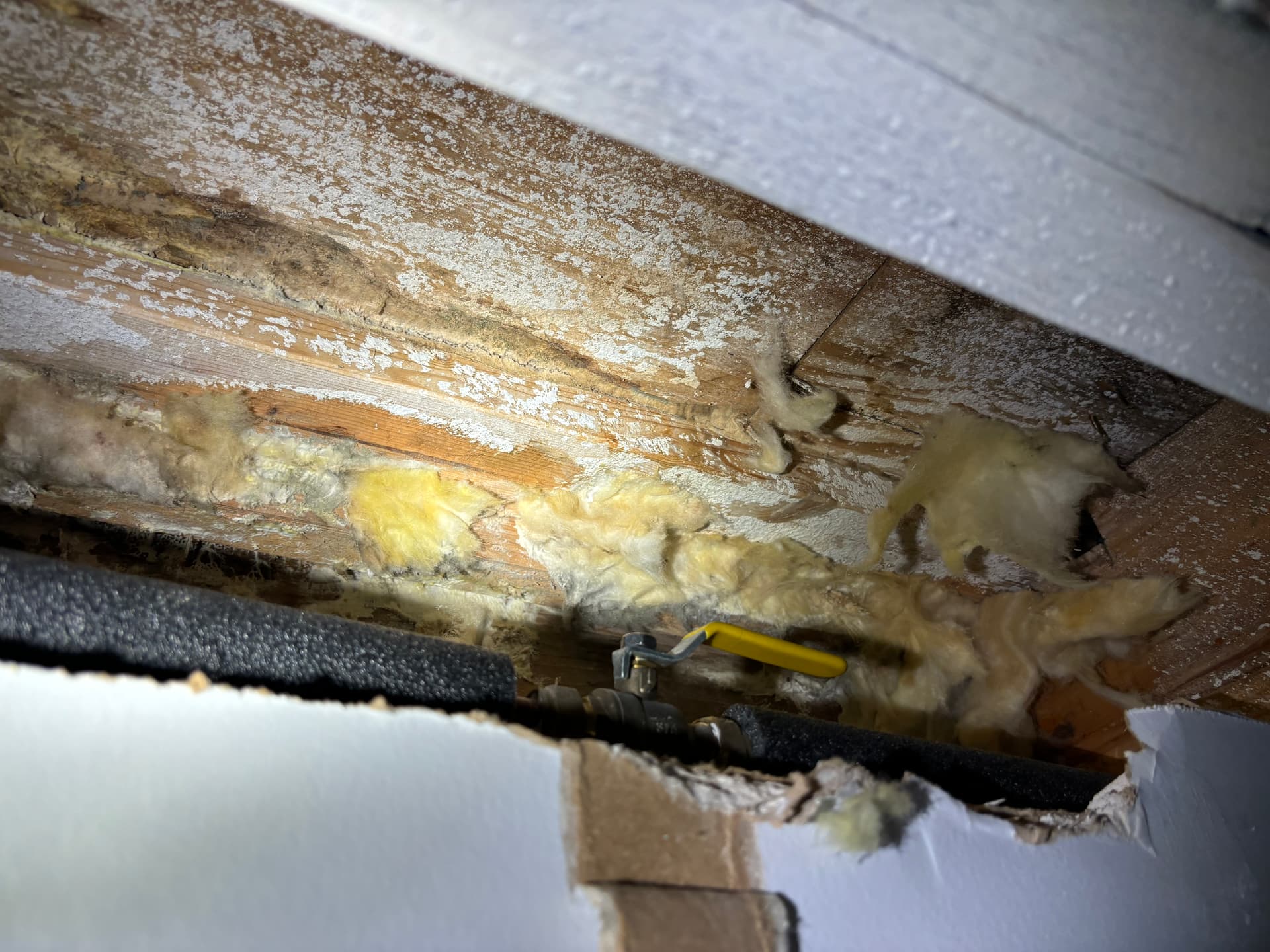 Mold Inspection & Testing